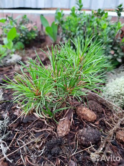 Продам кедровый стланик