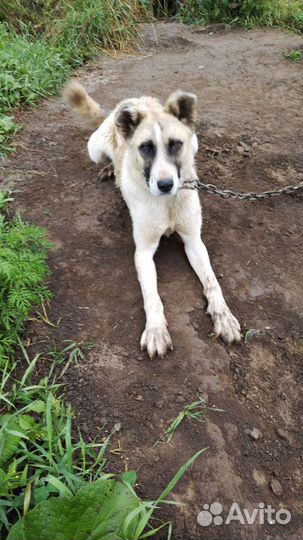 Собака в добрые руки отдам бесплатно