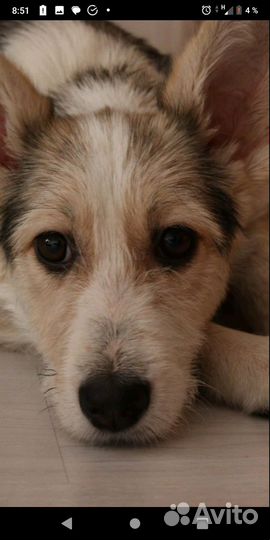 Щенки собачки