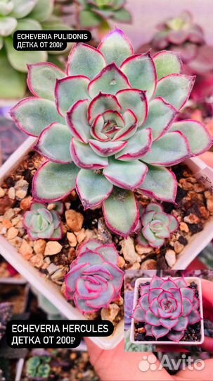 Суккуленты