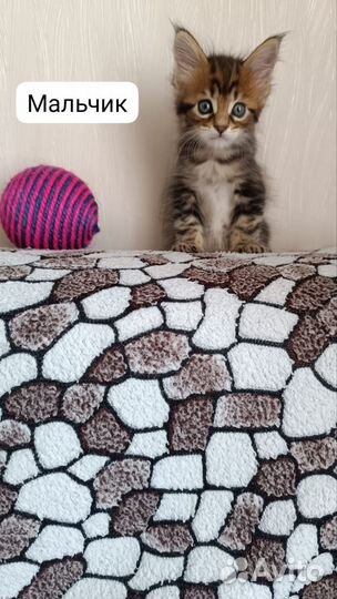 Котята мейн-кун