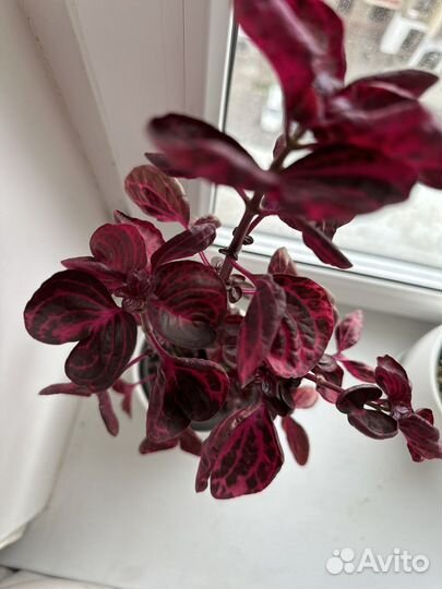 Ирезине / Красное сердце