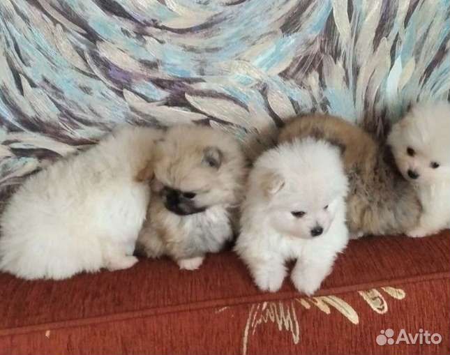 Померанский шпиц