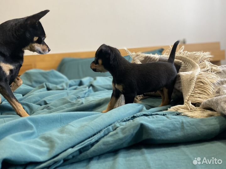 Той-терьер щенки