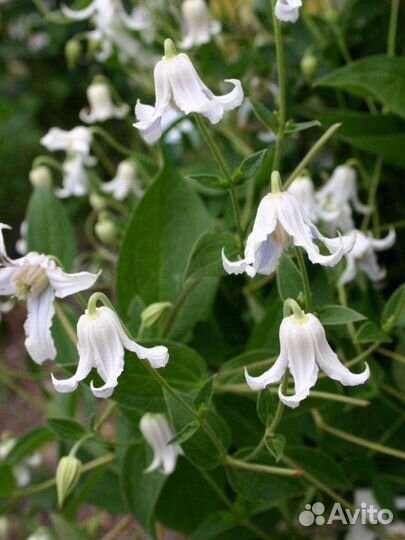 Многолетние цветы