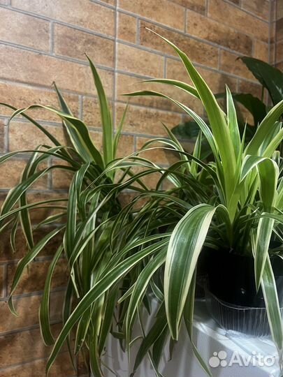 Хлорофитум цветы жеское счатье