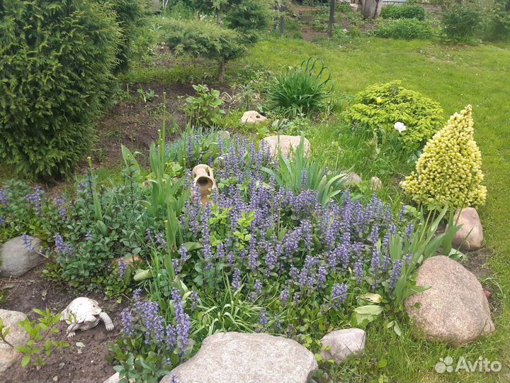 Рассада многолетних цветов,саженцы