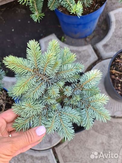 Ель Глаука Глобоза