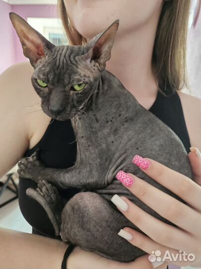 Канадский сфинкс