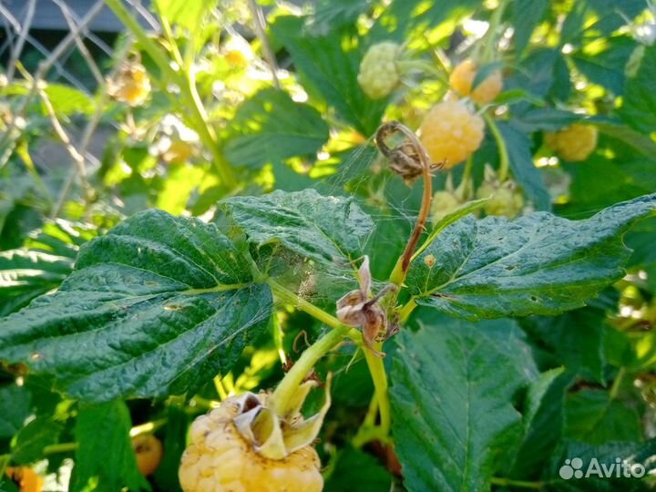 Малина белая ремонтантная