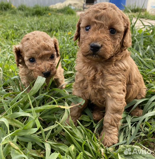 Той-пудель ред браун