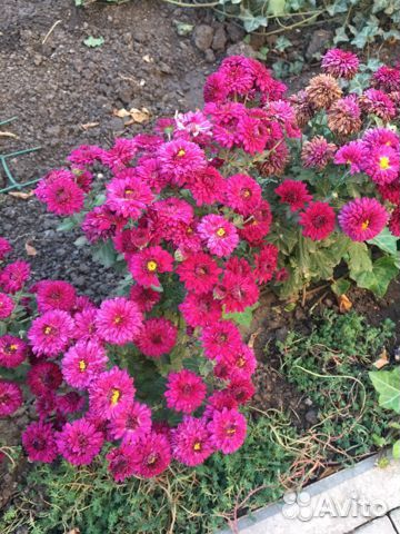 Многолетние садовые цветы и злаки