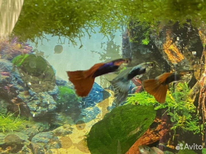 Аквариумные рыбки Гуппи