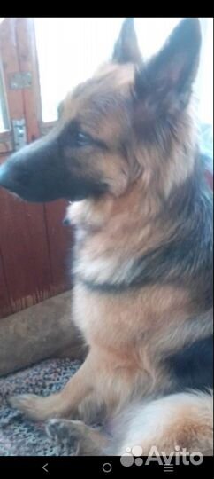 Щенок немецкой длинношерстной овчарки