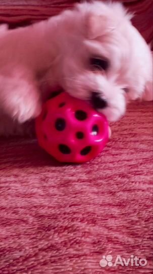 Продам щенка Мальтеза