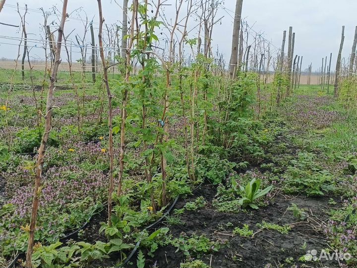 Саженцы малины разных сортов