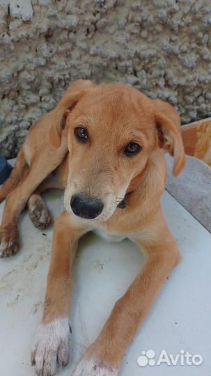 Отдаем в добрые руки