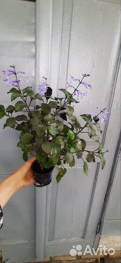 Плектрантус Мона Лаванда не ароматный