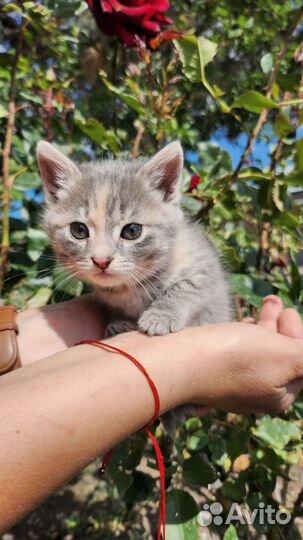 Котёнок девочка ищет семью