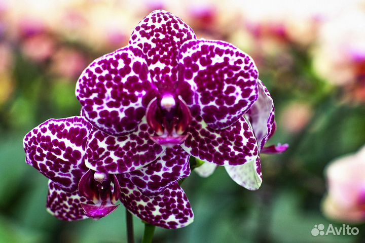 Орхидеи Бронзовый Будда,Дикий кот, Тамара мутант