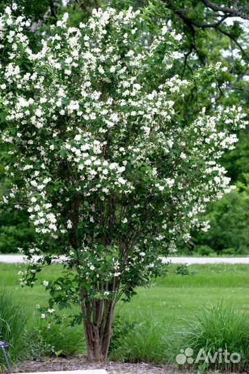 Чубушник (жасмин)