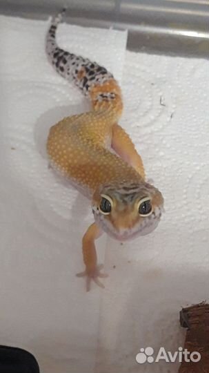 Эублефар самки