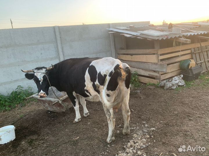 Корова дойная