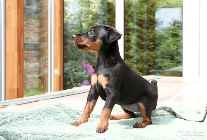 С родословной щенок цвергпинчера