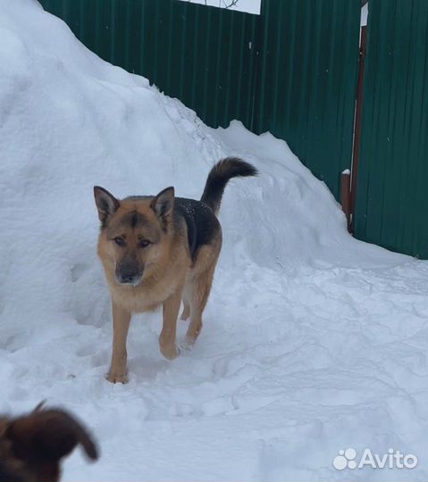 Овчарка в добрые руки. Поль
