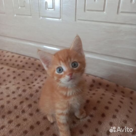 Кошки шотландцы