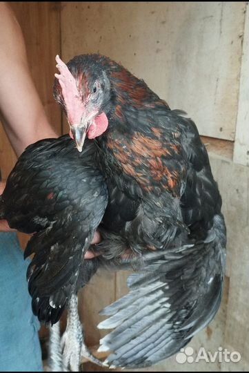 Молодой петух маран