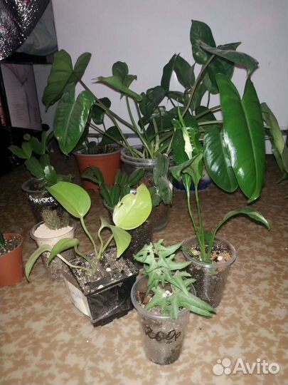 Набор комнатных растений (сегодня забрать)