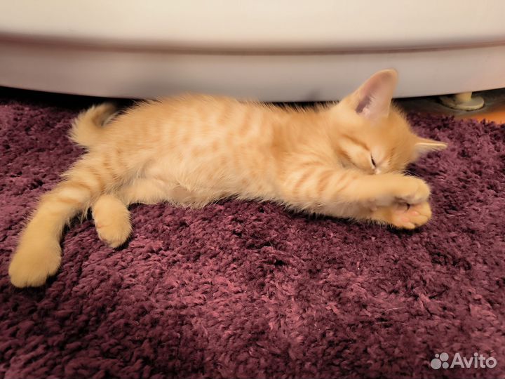 Отдам в добрые руки