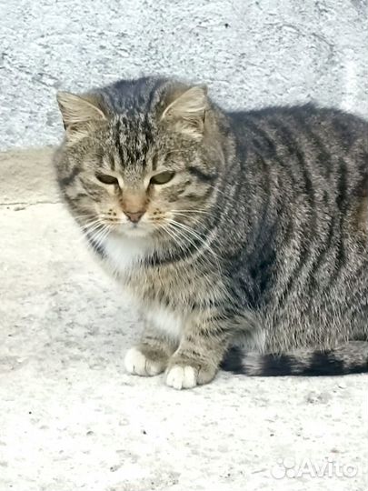 Кошка в дар
