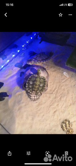 Террариум для черепахи