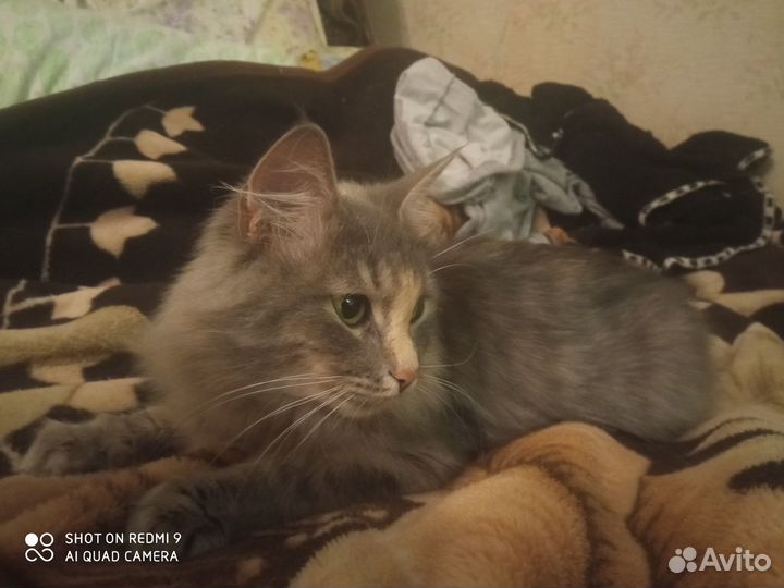 Кошка в дар