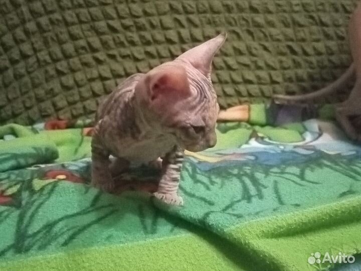 Донской сфинкс котята