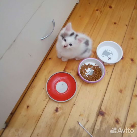 Котёнок 2,5 месяца