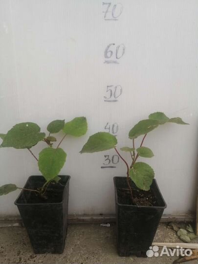 Саженцы киви