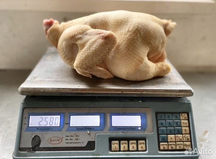 Курочки деревенские