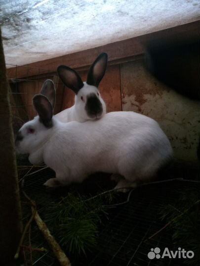 Калифорнийские кролики