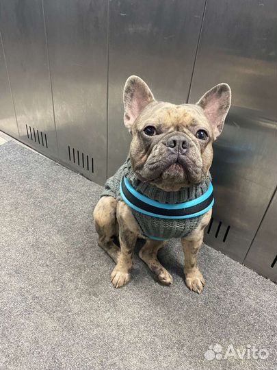 Французский бульдог голубой вязка