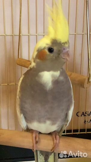 Попугаи разные (Волнистые, кореллы, розеллы)