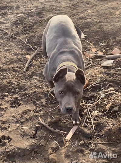 Собаки щенки питбуль