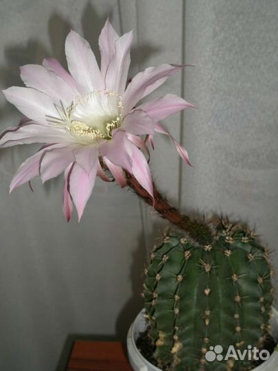 Большой кактус