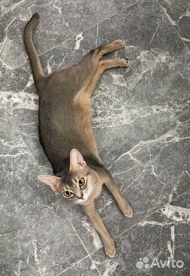 Абиссинские котята