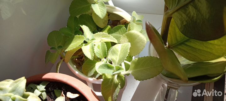 Мята Мелиса