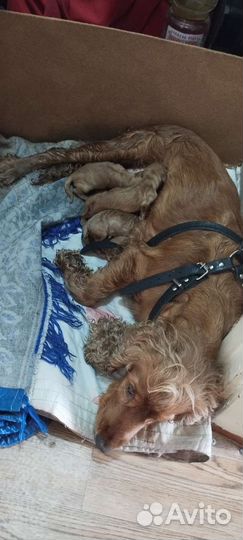 Кокер спаниель