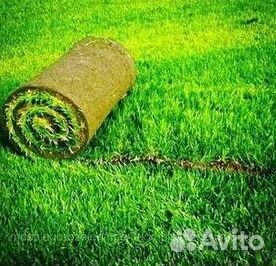 Газон рулонный