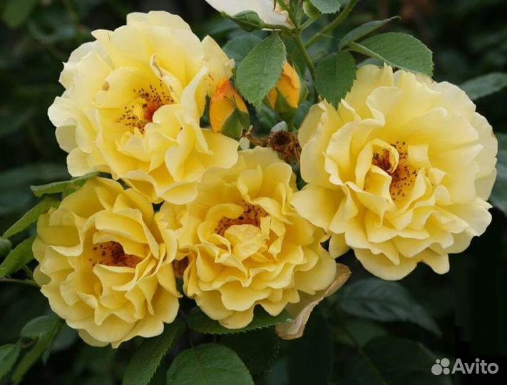 Плетистая роза Голден Гейтс